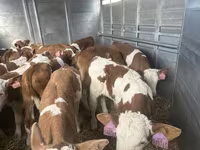 Toro, Simmental cattle — foto 4