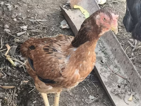 Chickens — Azerbaijan