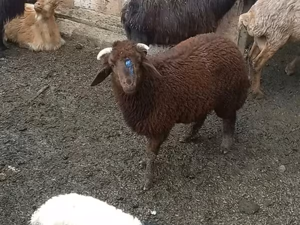 Sheep (batch, sex not specified), Red Karaman sheep — Azerbaijan
