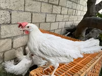 Leghorn — photo 2