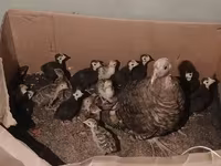 Turkeys — foto 5
