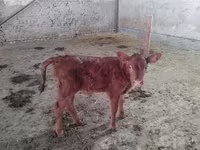 بقرة, Red Estonian cattle — الصورة 3