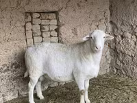 Qoç, Dorper sheep — foto 1