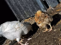 Chickens — फ़ोटो 4