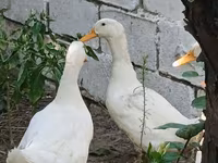 जर्मन पेकिन — फ़ोटो 1