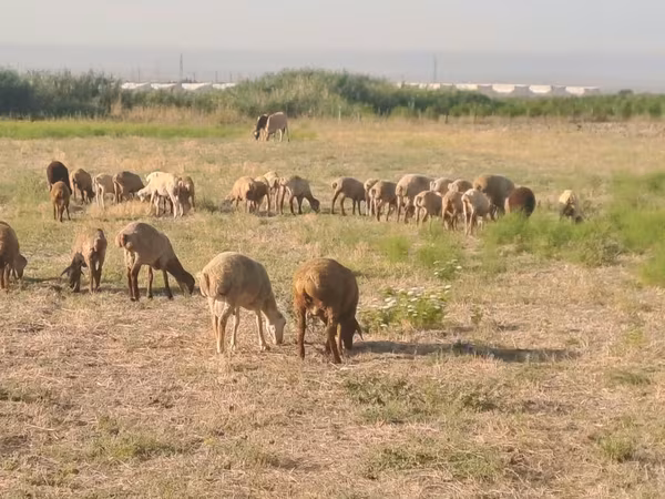 Qoç, Qoyunlar — Azərbaycan