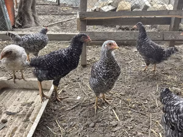 Chickens — Azərbaycan