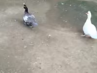 Ducks — photo 2