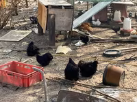 Pekin-Zwerg — Foto 4