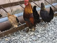 Chickens — foto 2