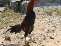 Chickens — photo 6