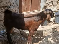 Dişi keçi, Keçilər — foto 2
