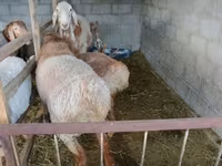 Carnero, Rhon sheep — foto 2