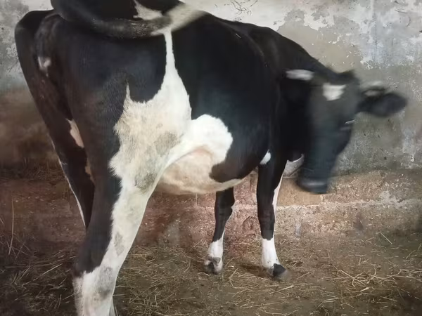 بقرة, Russian Black pied cattle