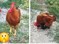 Chickens — الصورة 5