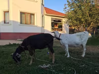 Dişi keçi, Saanen goat — foto 2