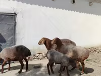 公羊, Sheep — 照片 8
