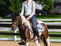 At, Pinto horses — foto 7