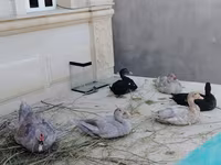 डोमेस्टिक मस्कोवी — फ़ोटो 1