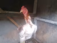 Chickens — photo 4