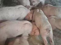 Eber, Schweine — Foto 1