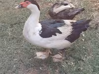 Domestic Muscovy — photo 1