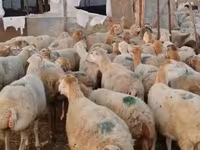 Sheep (batch, sex not specified), Sheep — photo 1