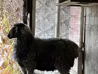 Kozel, Kozy — foto 2