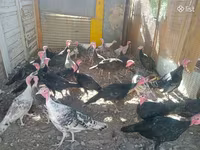 Turkeys — Foto 4