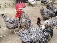 Chickens — الصورة 4