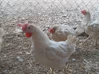 Chickens — foto 2