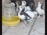 Chickens — foto 7
