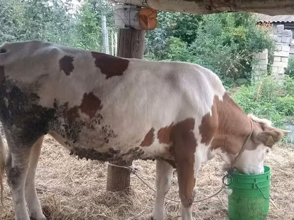 İnək, Simmental cattle — Azərbaycan