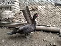 Turkeys — foto 2