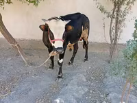 Buğa, Russian Black pied cattle — foto 5