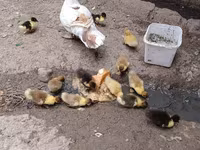 Domestic Muscovy — photo 1