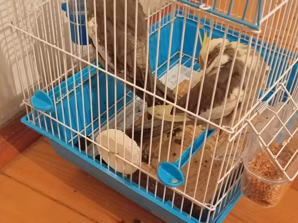 Saqlam quşlardı qefesnen biryerde satıram su qabı yem qabı