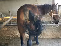 At, Tatar horse — foto 3