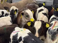 أبقار (دفعة، الجنس غير محدد), Simmental cattle — الصورة 3