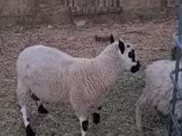 公羊, Cerry Hill sheep — 照片 2