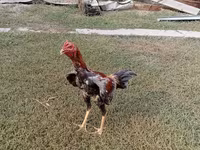 Chickens — photo 2