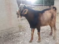 Dişi keçi, Nubian Goat — foto 2