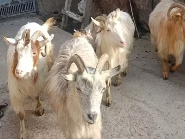 Коза, Кози — Вірменія