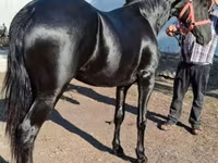 Kůň, Friesian — foto 1