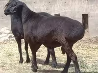 Кочкор, Койлор — сүрөт 1