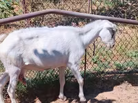 बकरी, Saanen goat — फ़ोटो 7