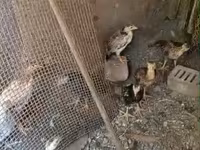 Chickens — foto 1