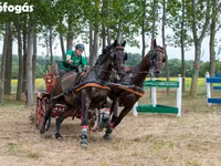Koń, Nonius horse — zdjęcie 6