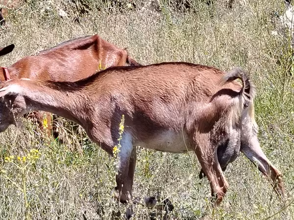 Коза, Nubian Goat