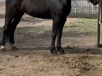 Stute, Orlov Trotter — Foto 1